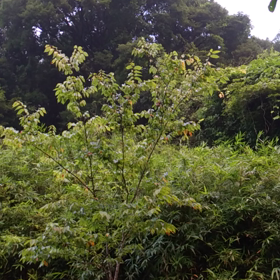 今日もヒグラシ…の画像