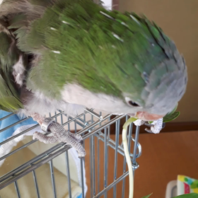 豆苗好き好き~~♪の画像