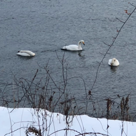 シマエナガ見てみたいの画像