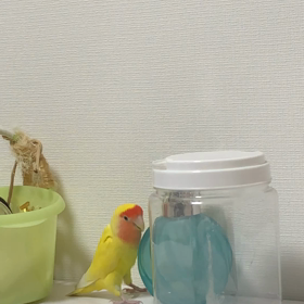 『メルちゃん！』3連発‼️の画像