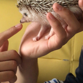 空 君  めんこい 動画♪鼻先が好き？の画像