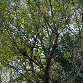 リスに出会いましたの画像