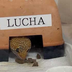 リュカちゃん　やけ食いの画像