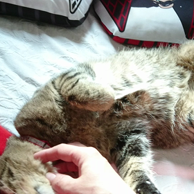 甘えん坊 猫の画像