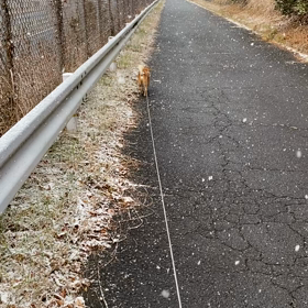 今朝は雪の散歩の画像