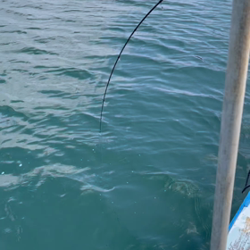 エイとの遭遇。の画像