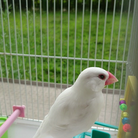 元気になってきた ちこの画像