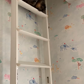 我が家の猫の画像