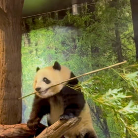 ヨイショ！の画像