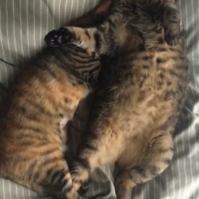 葬儀の見積もり最大10社の画像