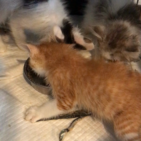 猫ちゃんずの朝ごはんの画像