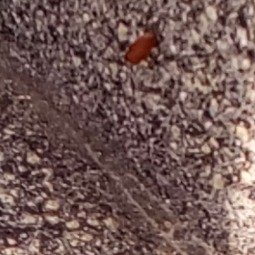 ごめんよ、蟻くんの画像