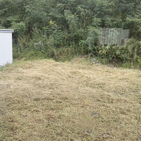 今日も来たキジバト君️の画像