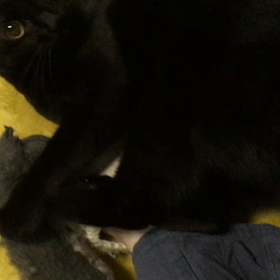 けりぐるみの画像