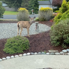 MimiとCocoと鹿の画像