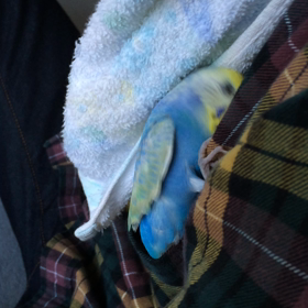 ぴぃさん、何をしに出てきたかと(°_°)の画像