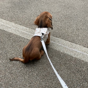 初めてお外を歩いたよ(ᵔᴥᵔ)(ᵔᴥᵔ)の画像