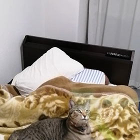 つぶやきです。の画像