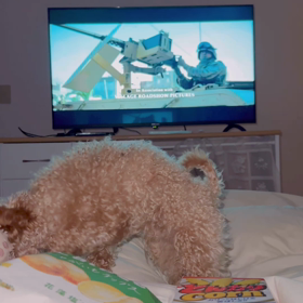 うちの毎晩の画像