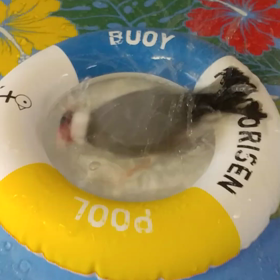 梅雨明けしたら…の画像