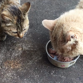 猫ちゃん達の画像