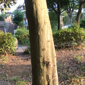 今年も！の画像