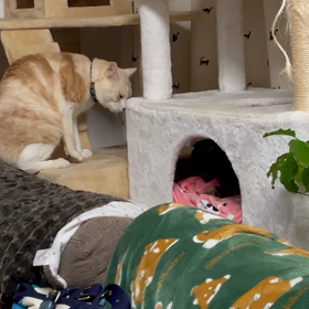 だいちゃん♂vsゆきちゃん♀ 大喧嘩動画の画像