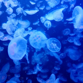 流されるまま☆の画像