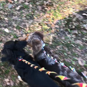 ♪お散歩動画♪代々木公園♪の画像