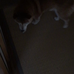 お喋りはなさん。の画像