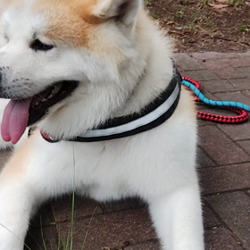 曇りだけれど蒸し暑い朝散歩出発時にはご近所さんに朝っぱらから救急車。未来丸もイヤイヤダラダラの画像