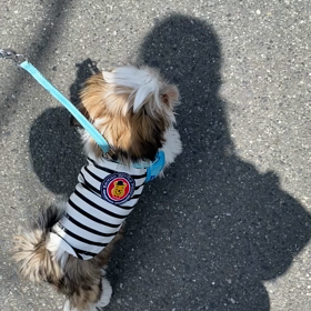 お散歩〜デビューの画像