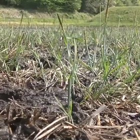 田んぼの仕事で一番チカラが必要な代かきの画像
