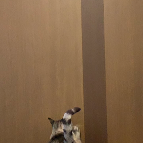 おはようございますの画像