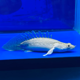 激レア魚ご成約！！の画像