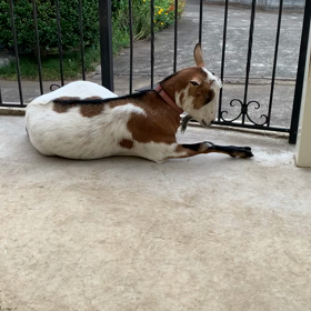 ナデナデをおねだりするヤギ♡の画像