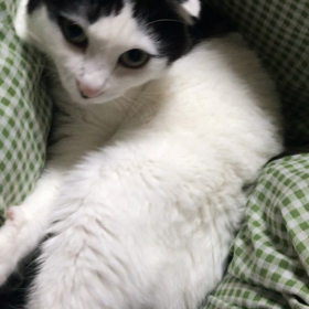 ど〰んとこいの画像