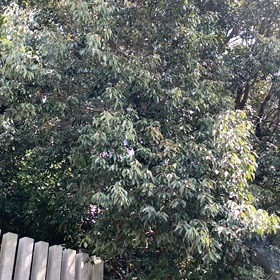 KIN204   黄色い種　黄色い戦士　音９の画像