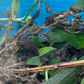 赤ちゃんがやってきたの画像