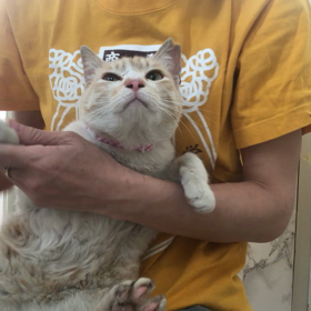 ミミちゃんシャンプーの画像