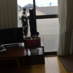 シンクロの画像