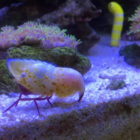 ヘンテコなエビ。の画像