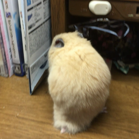 後ろ姿。の画像