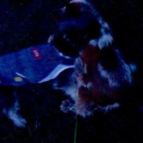 ぼくのカオリの画像