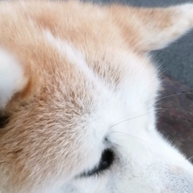 「大きいねえ❗引っ張られるでしょう❗」今朝の散歩中に声掛けられました。「いいえ！引っ張られませんの画像