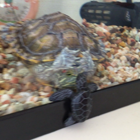 謎の動きの画像