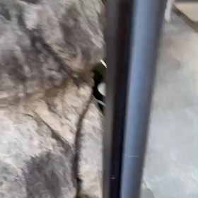 久々ゴン太の画像