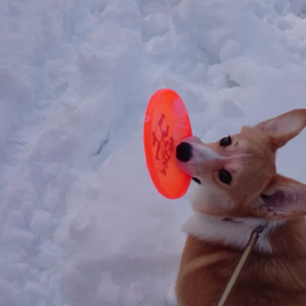 フリスビーの画像