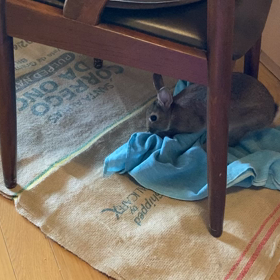 軽快なフットワークの画像