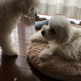 第2次歯ブラシブーム。vol.1の画像